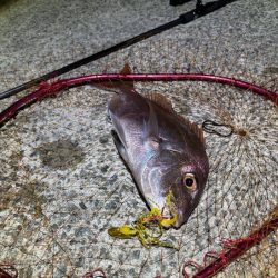 何でも釣れるショアラバ最強！