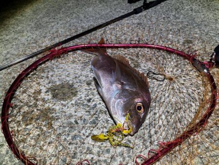 何でも釣れるショアラバ最強！