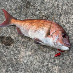 マヅメにショアラバで好調！