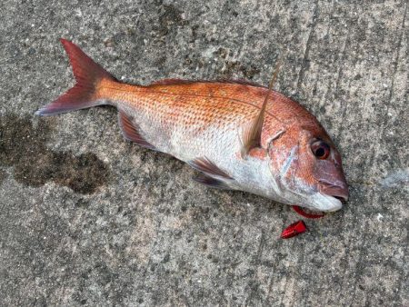 マヅメにショアラバで好調！