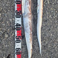 新人とベテラン