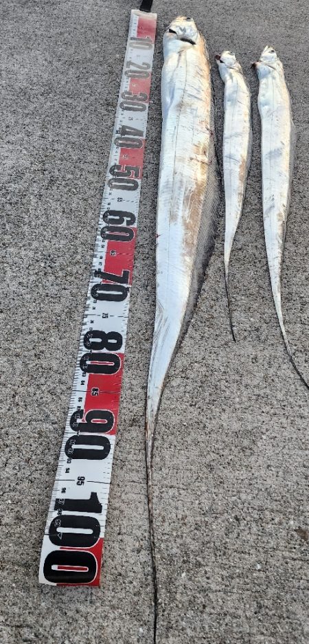 新人と大ベテラン