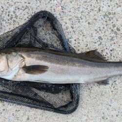 隠岐の島釣行4日目