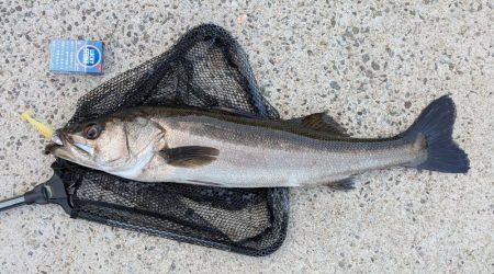 隠岐の島釣行4日目