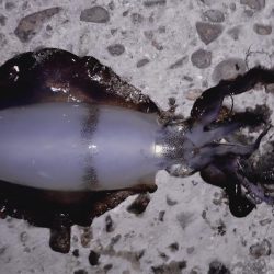 続、新子調査！