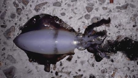 続、新子調査！