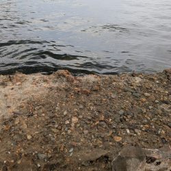 タコさん釣れました