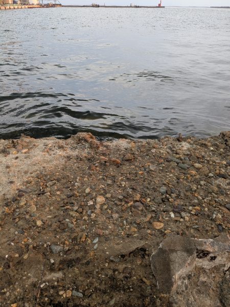 タコさん釣れました