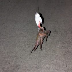 山の日やけど、タコ釣り〜