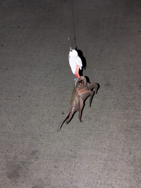 山の日やけど、タコ釣り〜