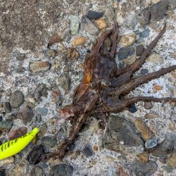 朝活、タコさん、全員安打〜