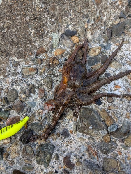 朝活、タコさん、全員安打〜