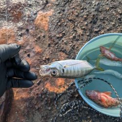 メガフロート淡路 中アジ