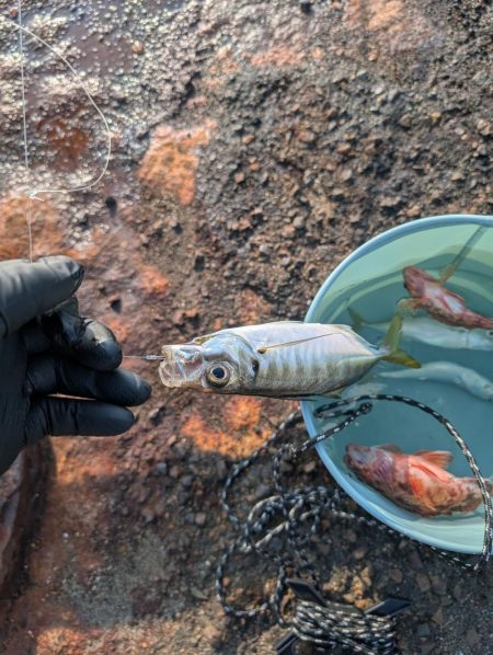 メガフロート淡路 中アジ