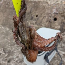 タコさん、ええやん!ええやん!