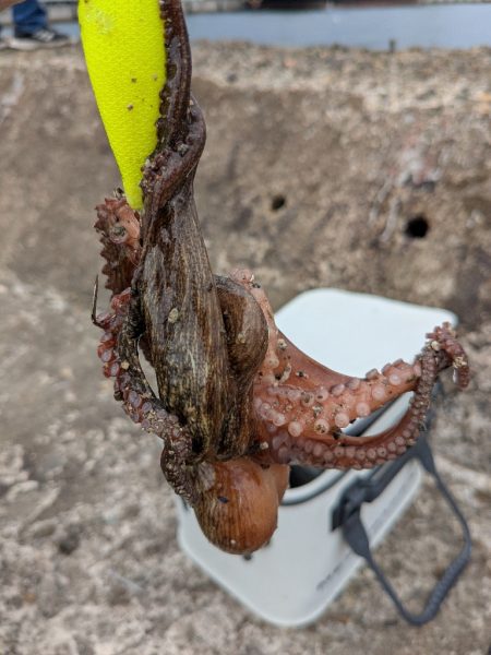 タコさん、ええやん!ええやん!