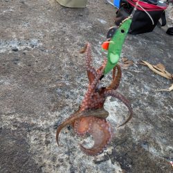 朝活タコさん、全員安打〜