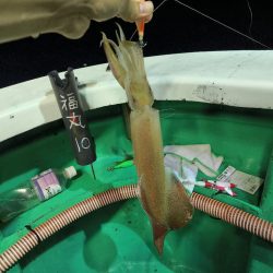 楽しいイカメタル