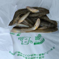 武庫川ハゼ釣り調査