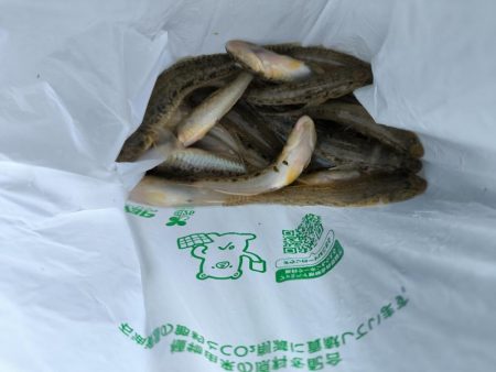 武庫川ハゼ釣り調査