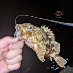 久しぶりの投稿