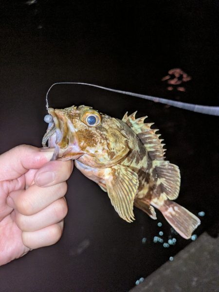 久しぶりの投稿