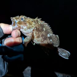 サイズを求めて