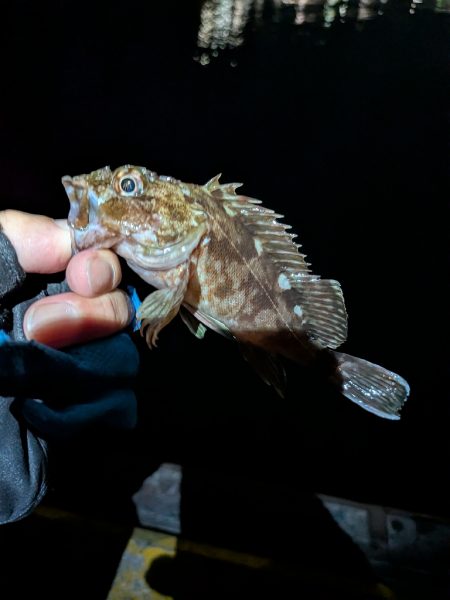 サイズを求めて