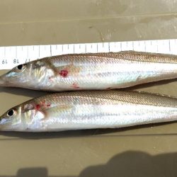 数釣りは難しい