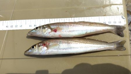 数釣りは難しい