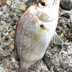 今日は早上がり