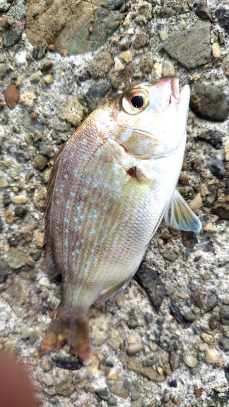 今日は早上がり