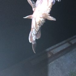 太刀魚アジ狙いで陸は満員