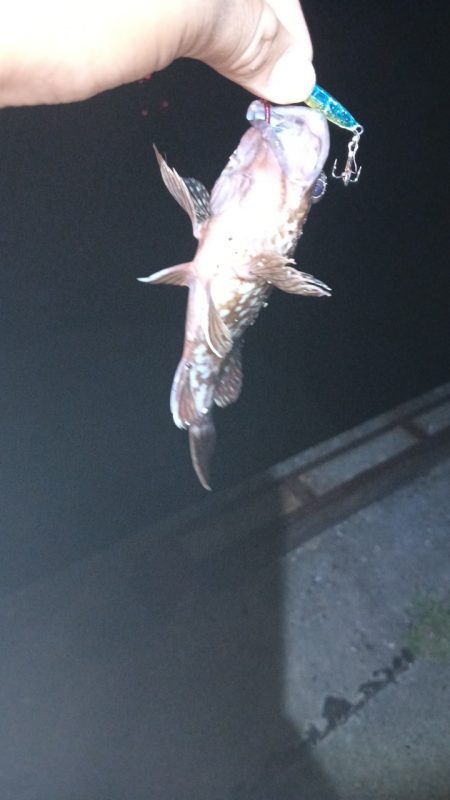 太刀魚アジ狙いで陸は満員