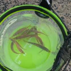 朝マズメのサビキから泳がせ釣りへ！