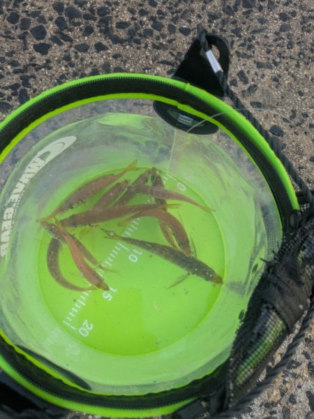 朝マズメのサビキから泳がせ釣りへ！