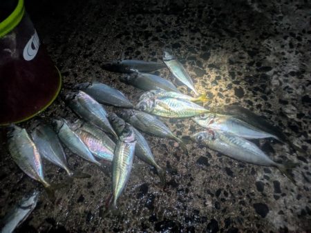 サビキとカゴ釣りでアジ大漁