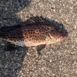 結局、小物釣り