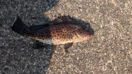 結局、小物釣り