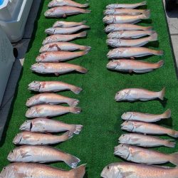 幻のシロアマダイ