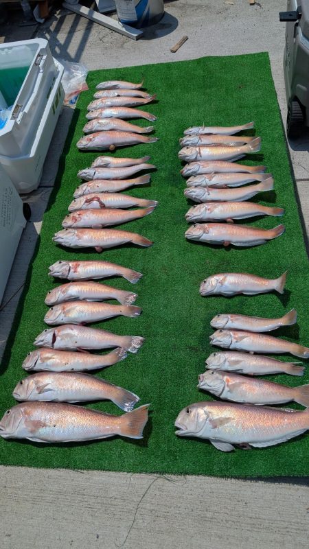 幻のシロアマダイ