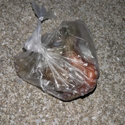 なんだかんだ釣れるタコ