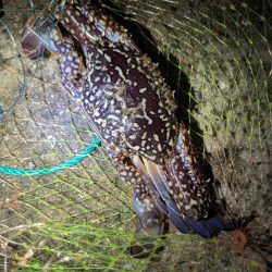 ランカーアコウ！