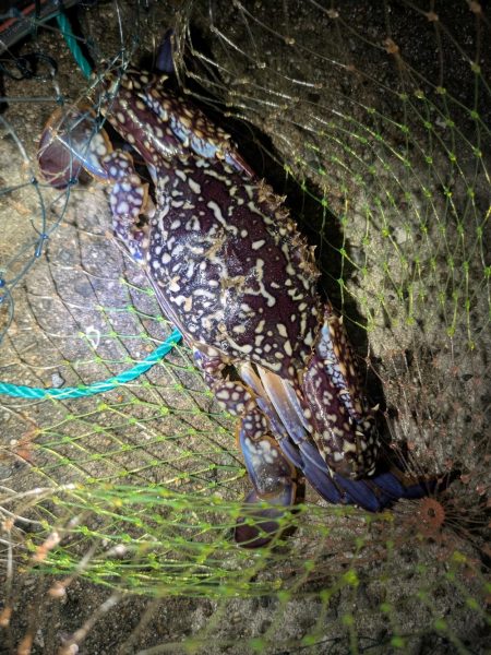 ランカーアコウ！