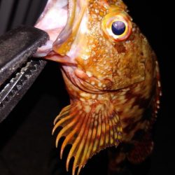 電気ウキ釣り 10