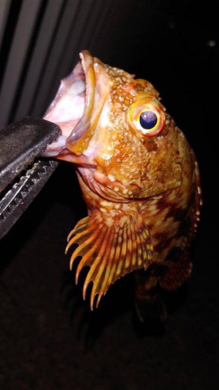 電気ウキ釣り 10