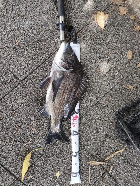 チヌの落とし込み釣り(ヘチ釣り)