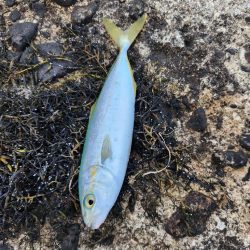 久しぶりの青物