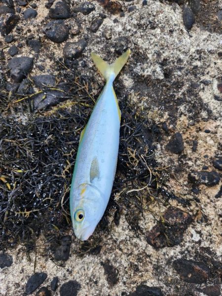 久しぶりの青物