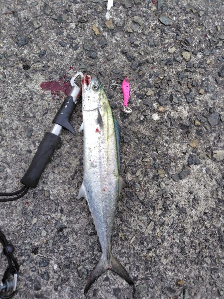 サゴシ祭りとは、、、